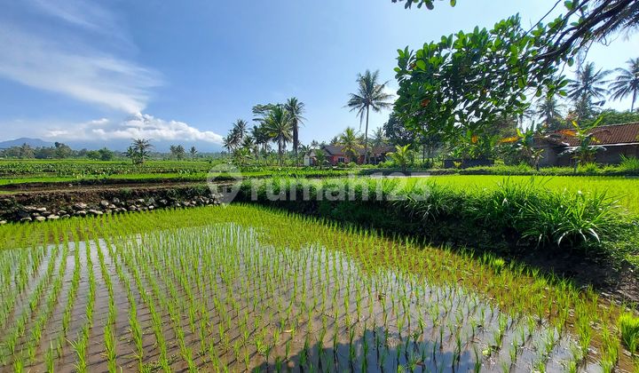 Dijual Tanah Bagus Dengan View Merapi Di Jl. Pakem Cangkringan Jogja Dijual Tanah Bagus Dengan View Merapi Di Jl. Pakem Cangkringan Jogja