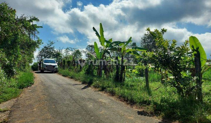  Tanah cocok perkebunan di Pelaga Petang  5