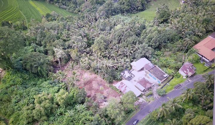 Land Jial on the edge of Jl. raya pupuan 2