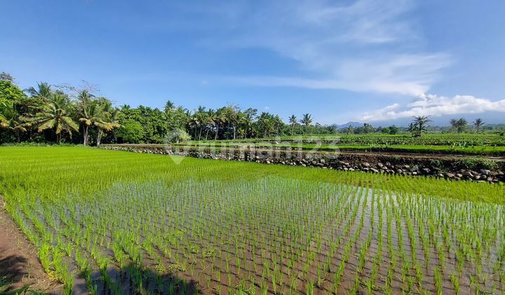 For Sale: Prime Land with Merapi View on Jl. Pakem Cangkringan, Jogja