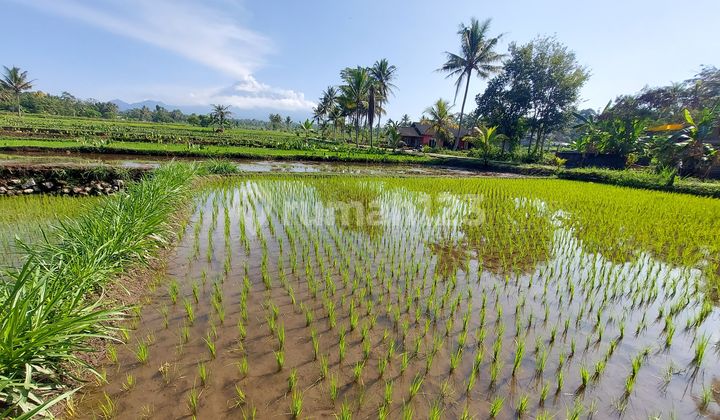 Dijual Tanah View Merapi Di Jl. Pakem Cangkringan Jogja Dijual Tanah View Merapi Di Jl. Pakem Cangkringan Jogja