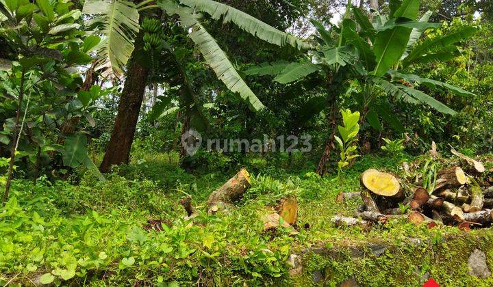 Tanah  cepat di Kalirejo, Singorojo 1