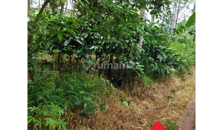 Tanah  cepat di Kalirejo, Singorojo 4