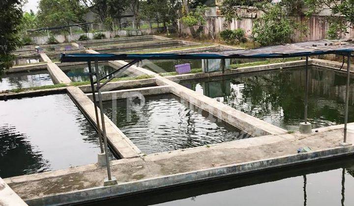 Kolam Budidaya Ikan Di Hasan Munadi , Ungaran Wn 4861 2