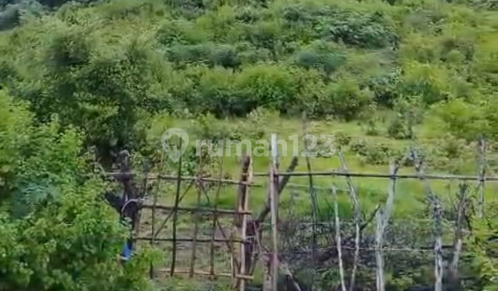 Lahan Tanah Mengandung Emas 22Karat di Nusa Ternggara Barat.