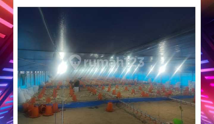 Kandang Ayam Aktif Produktif Sistem Close. Lokasi Mayang Jember 1