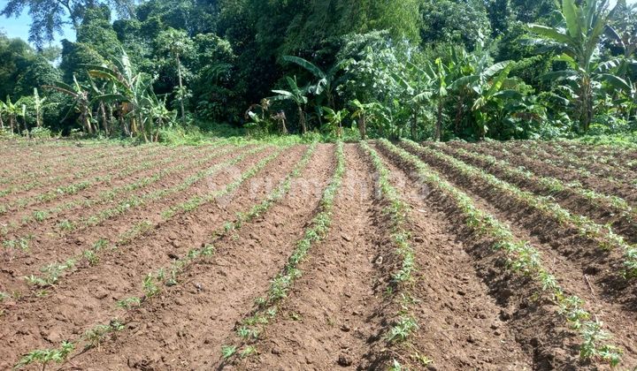 Tanah 178 M² Ardimulyo Dekat Jalan Raya Provinsi Axjj Tanah 178 M² Ardimulyo Dekat Jalan Raya Provinsi Axjj