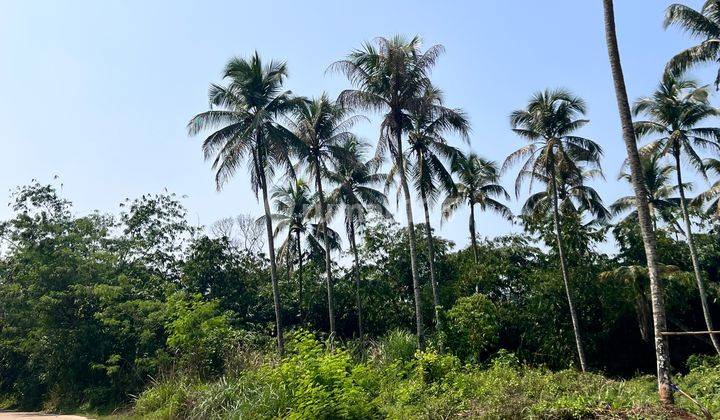 Tanah Lahan Peruntukan Perumahan Di Rumpin Bogor 2