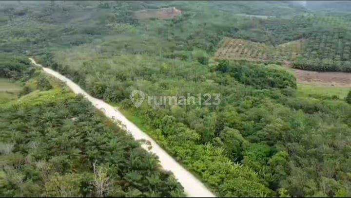 Dijual Lahan Perkebunan Karet Strategis Dipinggir Jalan Ibukota  2