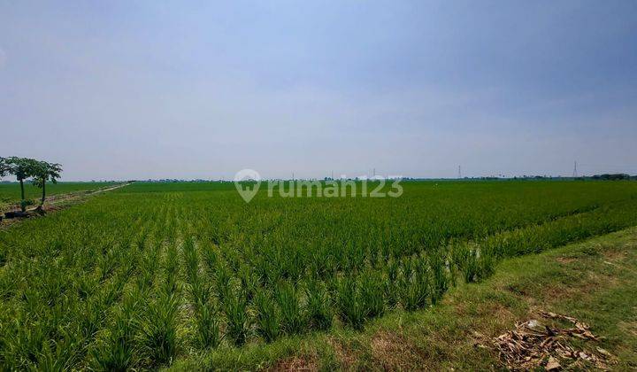 Jual cepat Tanah sawah murah di karawang 1