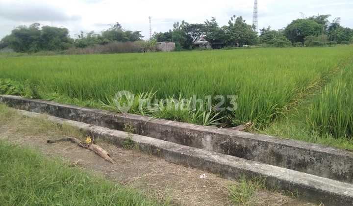 Tanah Sawah Luas 640m2, Sewon, Bantul, Jogjakarta 1