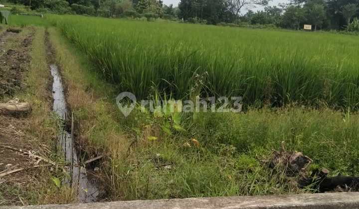 Tanah Sawah Luas 640m2, Sewon, Bantul, Jogjakarta 2