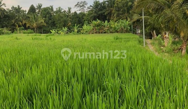 For Sale 40 Are Land Suitable for Villas in Carangsari It For Sale 40 Are Land Suitable for Villas in Carangsari It