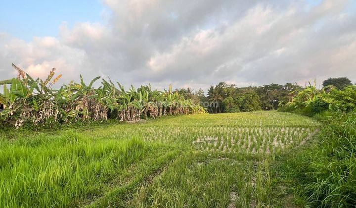 Di Jual Tanah View  Sawah dan Sungai di Jl Kaba Kaba Tabanan 1