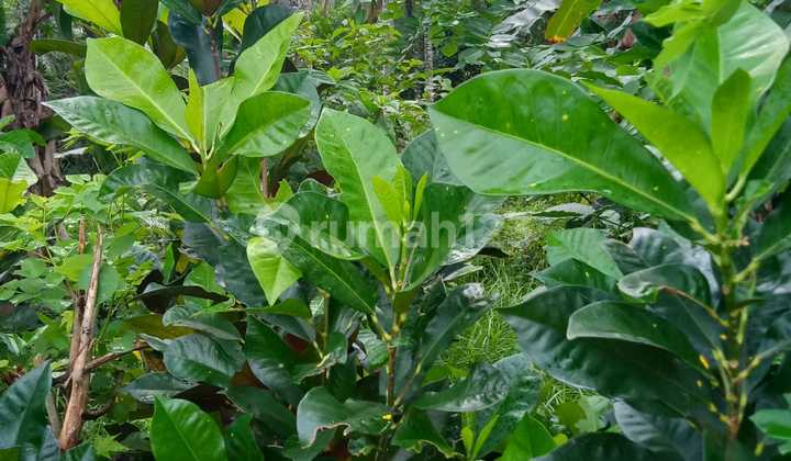 Land 29.9 Ares Plus 5 Ares in Selemadeg Tabanan Ipp Land 29.9 Ares Plus 5 Ares in Selemadeg Tabanan Ipp