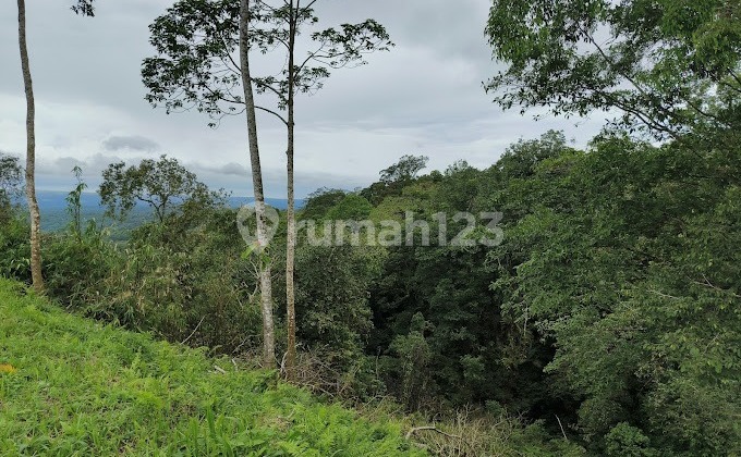 For Sale Land with Bonus Premium Durian Seedlings in Penebel