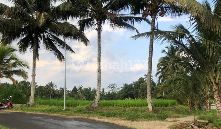 For Sale 40 Are Land Suitable for Villas in Carangsari It For Sale 40 Are Land Suitable for Villas in Carangsari It