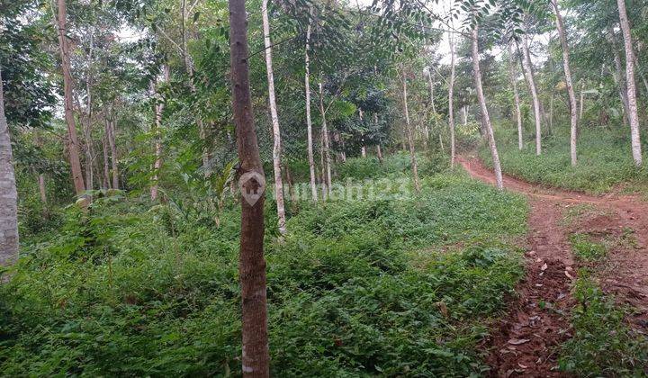 Tanah kebun di Cileles Lebak Banten  2
