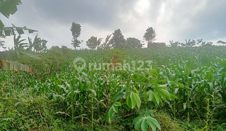TANAH SIAP DI OLAH BAIK UNTUK PERUMAHAN MAUPUN KAVLING KEBUN