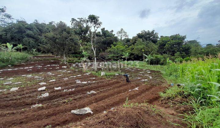 Tanah Perkebunan di Desa Tangkil, Caringin Bogor Berdekatan Dengan Project Disney Land Nego Sampai Deal 2