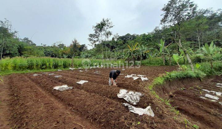 Tanah Perkebunan di Desa Tangkil, Caringin Bogor Berdekatan Dengan Project Disney Land Nego Sampai Deal 3