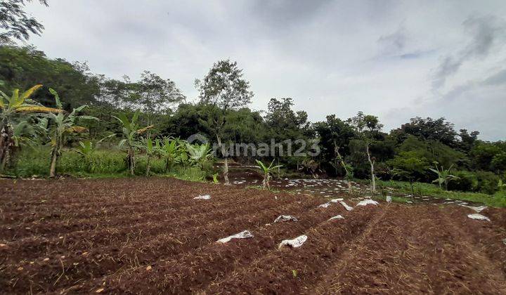 Tanah Perkebunan di Desa Tangkil, Caringin Bogor Berdekatan Dengan Project Disney Land Nego Sampai Deal 4