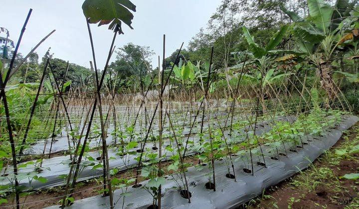 Tanah Perkebunan di Desa Tangkil, Caringin Bogor Berdekatan Dengan Project Disney Land Nego Sampai Deal 6