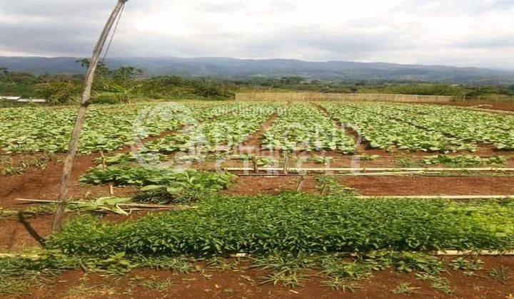 Siapa Cepat Dia Dapat Tanah Kavling di Area Ciwidey 3