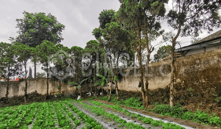 Tanah Mantep Super Luas Area Sejuk di Jayagiri Lembang Bandung 1