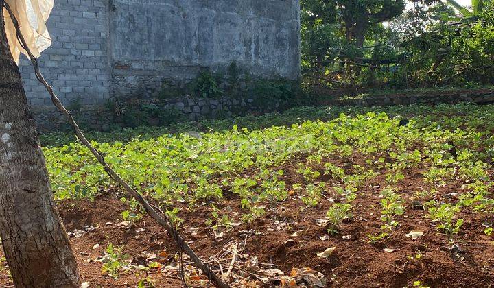 TANAH BULUSAN SELATAN LUAS DAN MURAH LOKASI DEKAT UNDIP 1