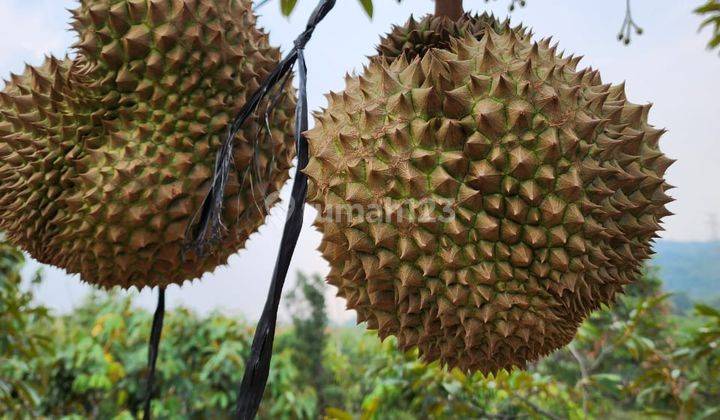 Dijual Tanah di Leuwiliang Bogor 100Ha Lokasi Banyak Pohon Durian 2