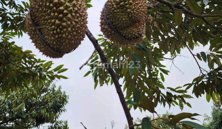 Dijual Tanah di Leuwiliang Bogor 100Ha Lokasi Banyak Pohon Durian 1