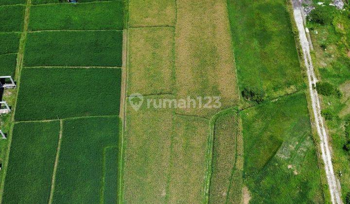 Tanah Murah Di Kerobokan Umalas Badung Bali Tanah di Gg. Candra 73, Kerobokan, Kec. Kuta Utara, Kabupaten Badung, Bali, Umalas SHM 25.0 2