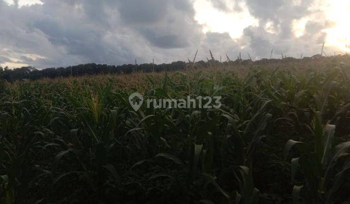 Jual Tanah Jalur Wisata Jalan Daendels , di Purworejo 4