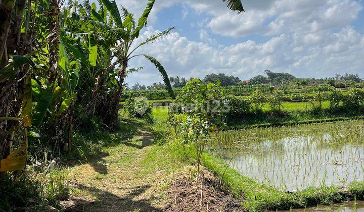 Tanah Kelating Super Buc 50 Meter Pantai 2