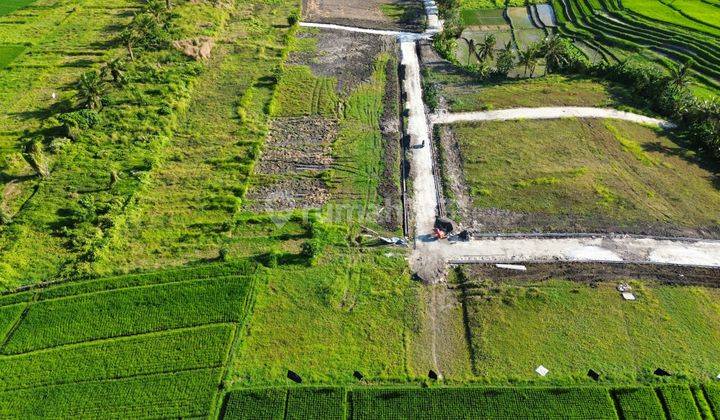 Tanah Kedungu Beraban Full View Sawah Termurah 4