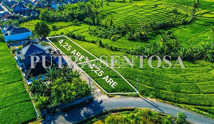 Tanah Tumbak Bayuh Jalan Utama Full View Sawah 1