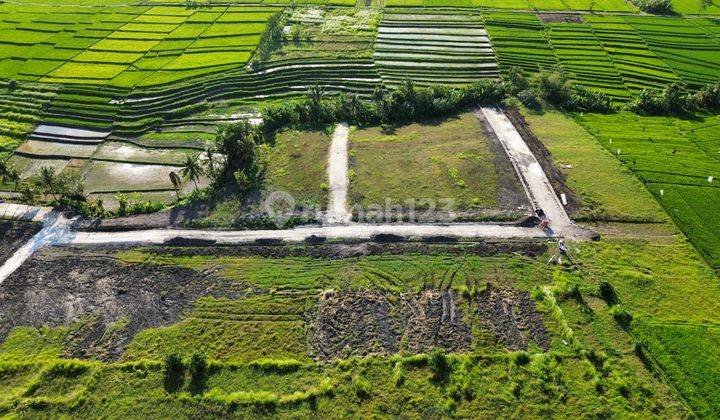 Tanah Kedungu Beraban Full View Sawah Termurah 2