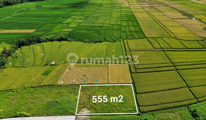 TANAH KEDUNGU VIEW SAWAH SUNRISE DAN GUNUNG TANAH KEDUNGU VIEW SAWAH SUNRISE DAN GUNUNG
