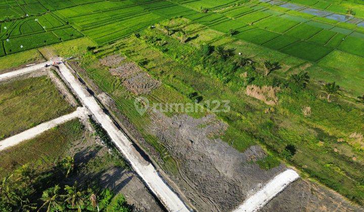 Kedungu Beraban Land Full View Cheapest Rice Fields 1