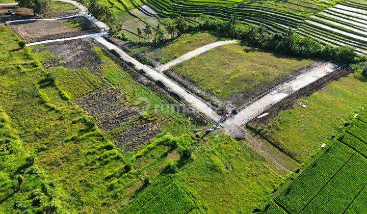 Tanah Kedungu Beraban Full View Sawah Termurah 3