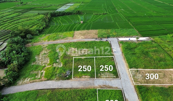 Jual Tanah Kedungu Dekat Canggu Pererenan