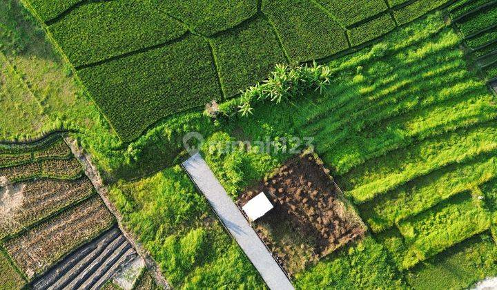 Tanah Canggu Pererenan 640m2 Kedungu Beraban 2