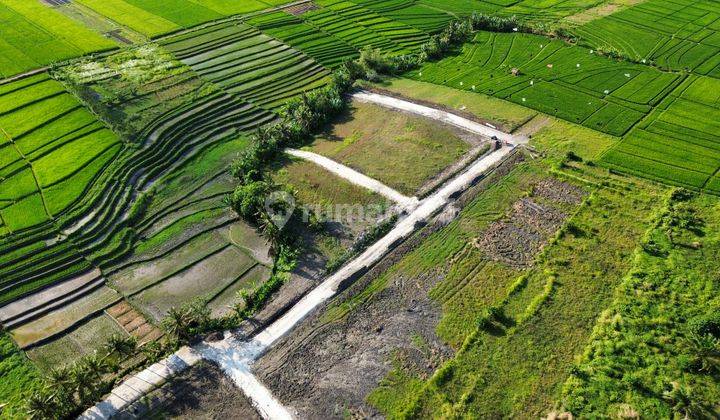 Tanah Kedungu Beraban Full View Sawah Termurah 6