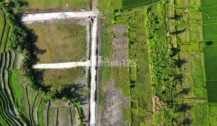 Tanah Kedungu Beraban Full View Sawah Termurah 7