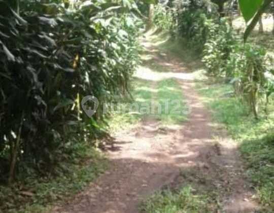 KAVLING LUAS COCOK UNTUK PERUMAHAN ATAU PERKEBUNAN DI CIANJUR