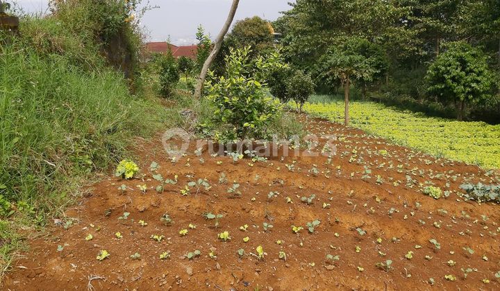 KAVLING LUAS LOKASI BAGUS NYAMAN SEJUK SIAP BANGUN DI PUNCLUT BANDUNG 1