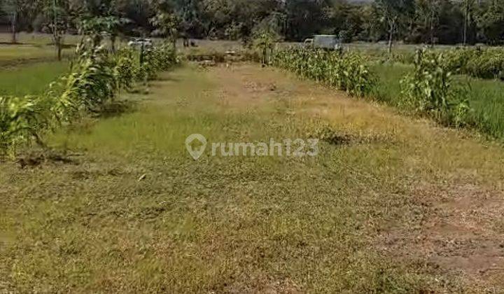 Tanah Sawah Nilai Njop Dekat Bandara Yogya International Airport 2