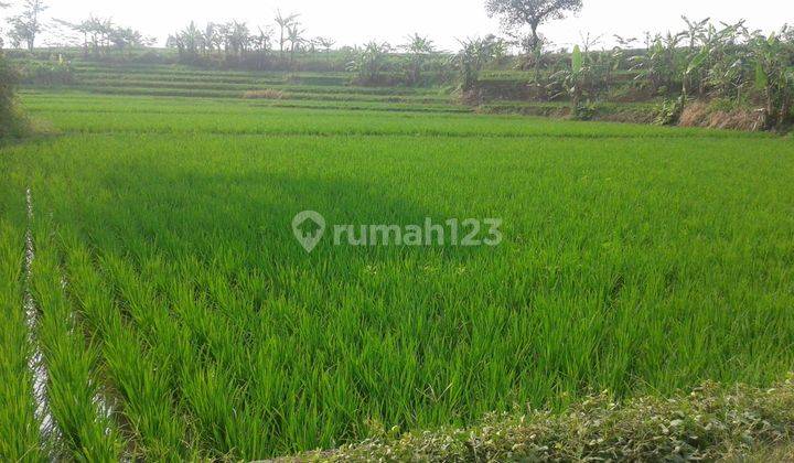 Tanah Sawah Subur Pinggir Jalan Desa Sinargalih, Cilaku, Cianjur 1