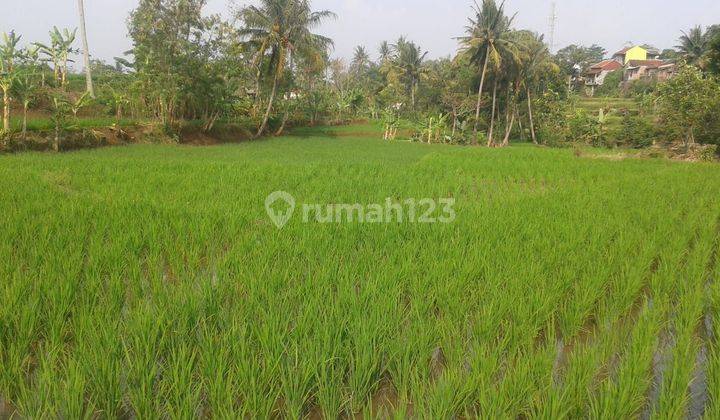 Tanah Sawah Subur Pinggir Jalan Desa Sinargalih, Cilaku, Cianjur 2